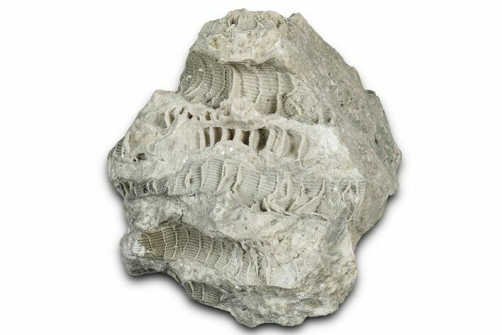 Silurian Dolostone w/ Sparkling Fossil Coral (Fletcheria) - Ohio #346089